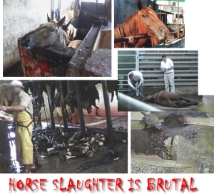 Horse Slaughter - It is Bloody Brutal